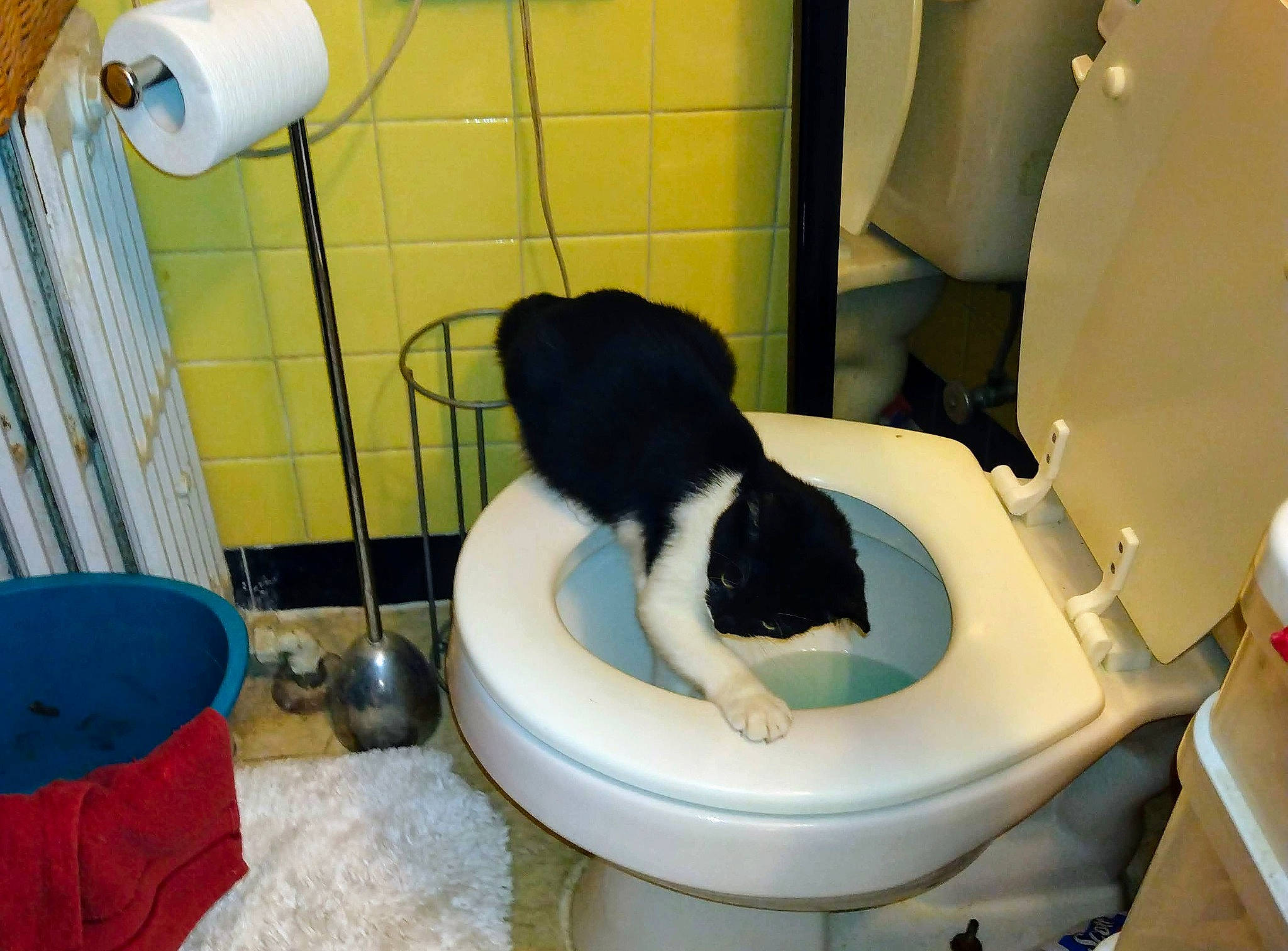 Sweet Pea joined the competition — help win amazing prizes! bathroom, bathroom_accessory, bidet, blue, carnivore, cat, cat_supply, comfort, companion_dog, felidae, flooring, household_supply, pet_supply, plumbing, plumbing_fixture, room, toilet, toilet_seat