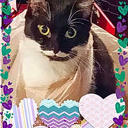 Sweet Pea is registered to the contest to win money with this photo: advertising, art, carnivore, cat, domestic_short_haired_cat, felidae, font, fur, graphics, greeting_card, happy, illustration, magenta, paper_product, pattern, photo_caption, rectangle, small_to_medium_sized_cats, sweetness, whiskers