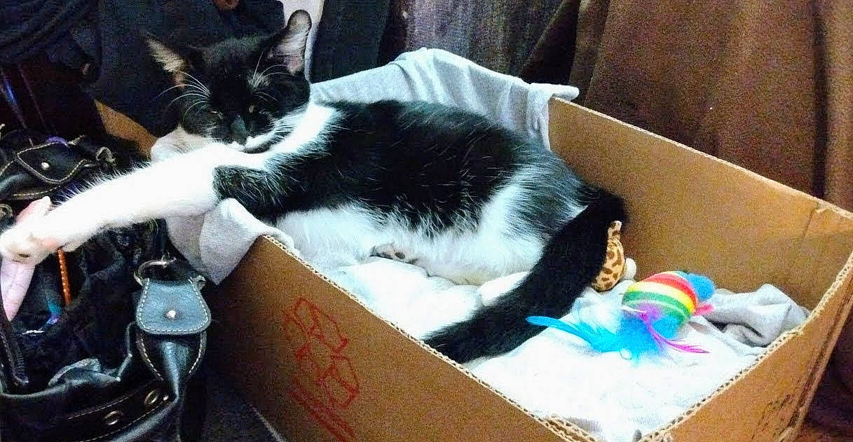 Sweet Pea joined the competition — help win amazing prizes! box, carnivore, cat, cat_supply, comfort, domestic_short_haired_cat, felidae, fur, lap, packaging_and_labeling, paw, shipping_box, small_to_medium_sized_cats, tail, whiskers