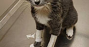 Lil Bit is registered to the contest to win money with this photo: animal, bandage, cat, close_up, curious, cute, ears, eyes, feline, fur, gray_cat, indoor, medical, metal_table, pet, sitting, veterinary_clinic, whiskers, white_paws, young_cat