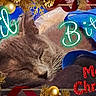 animal, blanket, blue, cat, christmas, christmas_text, cozy, cute, decoration, festive, fur, greeting, holiday, indoors, ornament, pet, relaxing, ribbon, sleep, sleeping