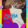 animal, blanket, cat, closeup, colorful_border, cozy, cute, ears, face, feline, flowers, fluffy, gray_cat, hearts, indoor, pets, resting, stars, text_overlay, whiskers