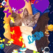 Lil Bit joined the competition — help win amazing prizes! animal, astronaut, blanket, butterflies, cat, colorful, cozy, cute, decorative_frame, feline, glowing_text, hearts, indoor, pet, planets, purple_hearts, resting, space_theme, stars, text_overlay
