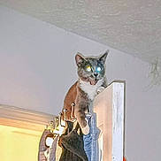 Lil Bit joined the competition — help win amazing prizes! cat, door, indoor, animal, glowing_eyes, startled, perched, white_wall, curtain_hooks, household, feline, climbing, pet, curious, door_top, light, shadow, home, domestic, funny