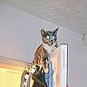 cat, door, indoor, animal, glowing_eyes, startled, perched, white_wall, curtain_hooks, household, feline, climbing, pet, curious, door_top, light, shadow, home, domestic, funny
