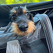 Zola is registered to the contest to win money with this photo: animal, beard, car_interior, close_up, curious, daylight, dog, eyes, face, fur, greenery, mesh, nose, outdoor_background, pet_carrier, strap, travel, window, wire_haired_dachshund, zipper
