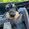 animal, beard, car_interior, close_up, curious, daylight, dog, eyes, face, fur, greenery, mesh, nose, outdoor_background, pet_carrier, strap, travel, window, wire_haired_dachshund, zipper