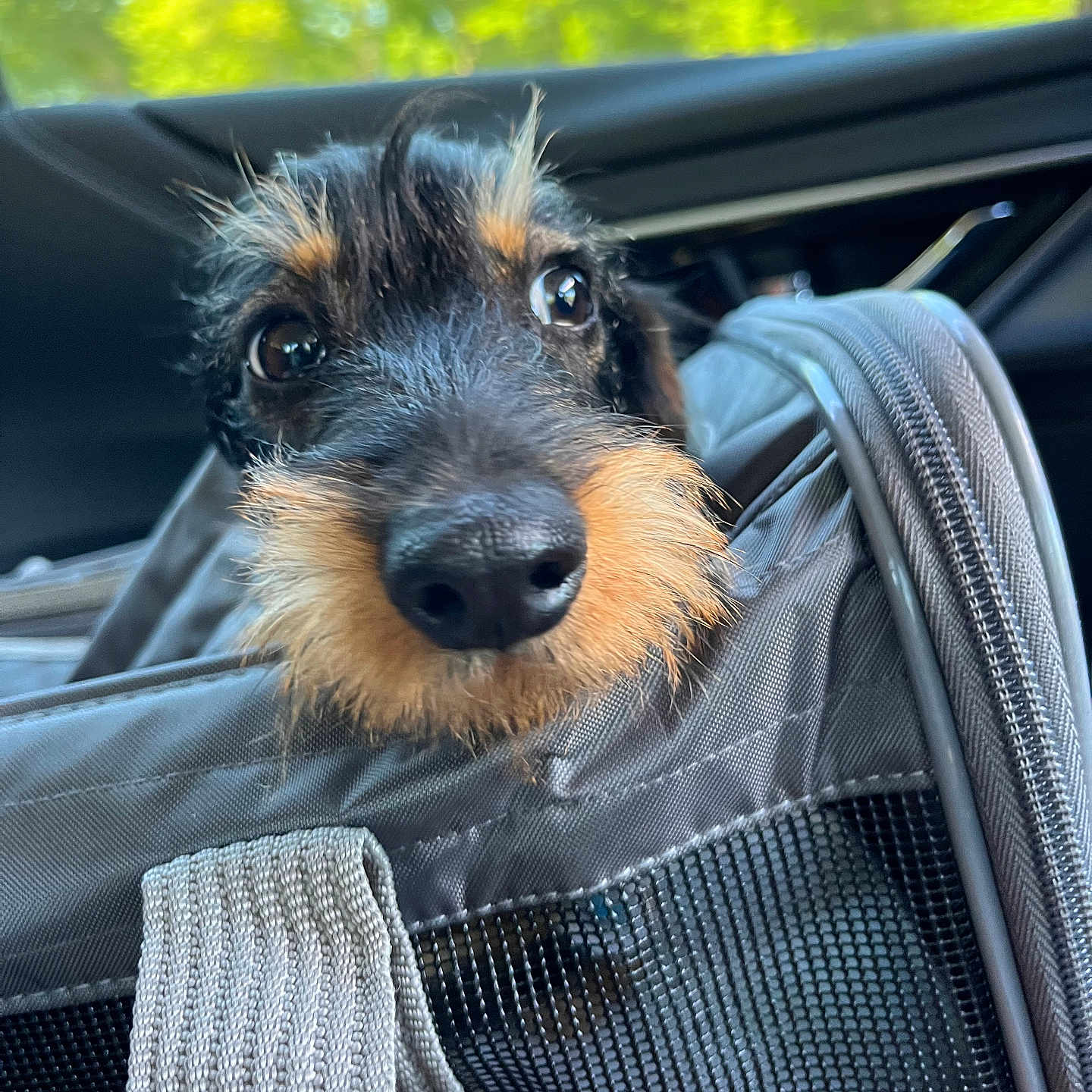 Zola