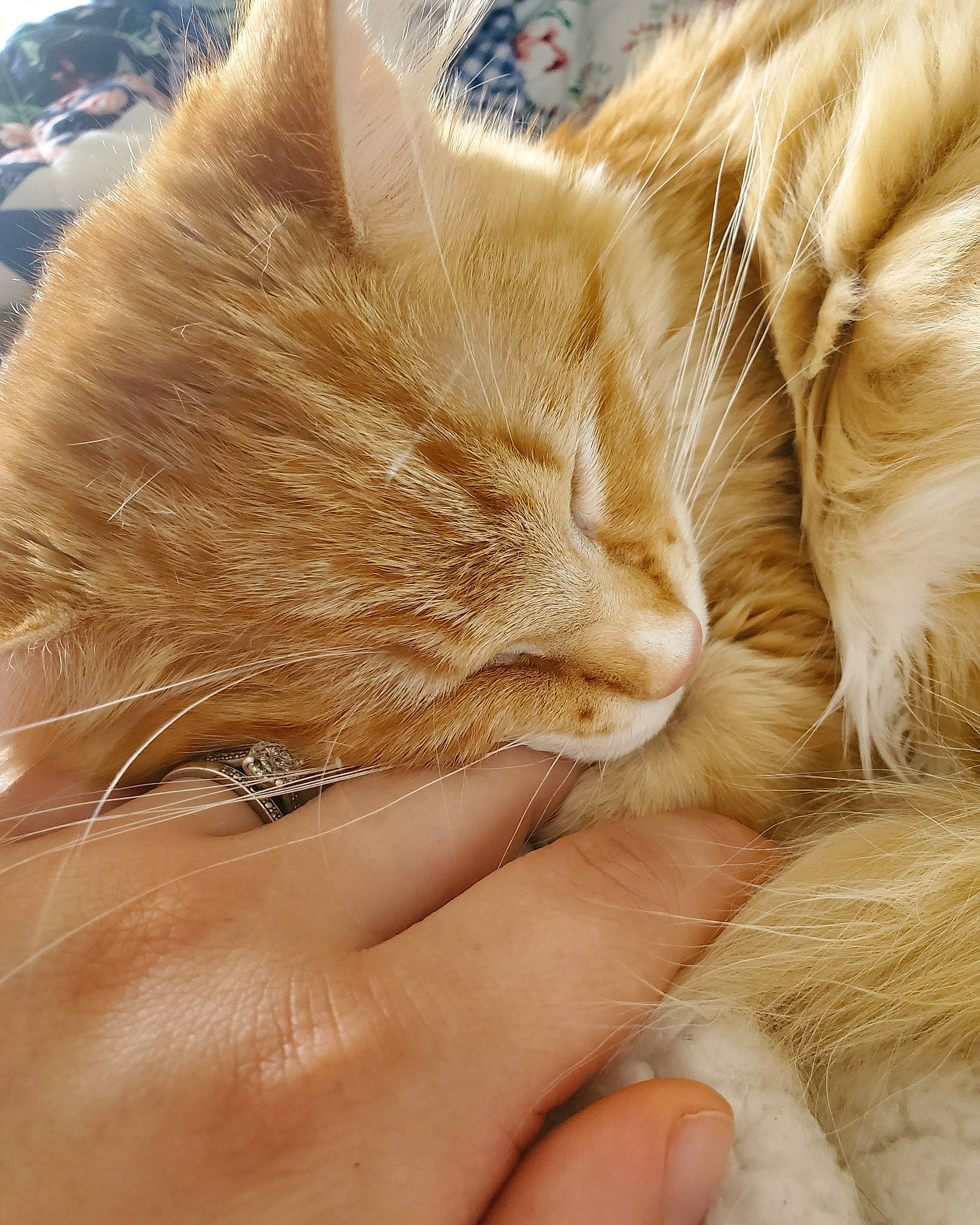 Sushi is registered to the contest to win money with this photo: carnivore, cat, claw, close_up, comfort, fawn, felidae, finger, fur, fur_clothing, gesture, hand, human_leg, nail, nap, paw, small_to_medium_sized_cats, snout, tail, whiskers