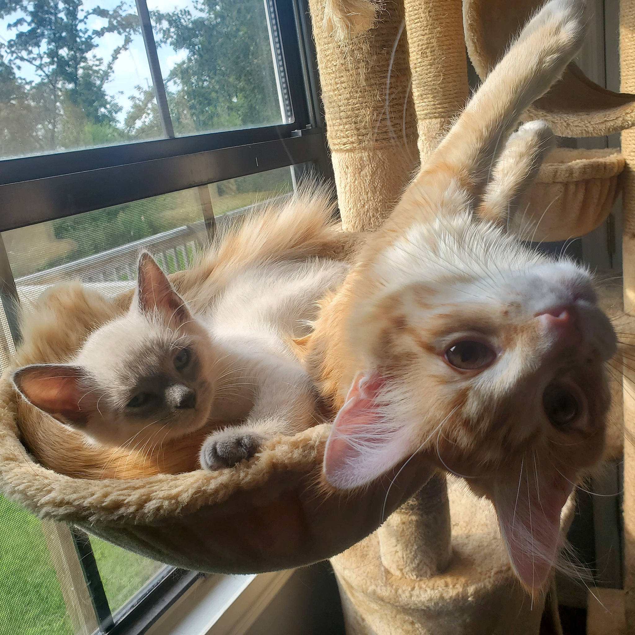 Sushi is registered to the contest to win money with this photo: balinese, carnivore, cat, claw, eyelash, fawn, felidae, fur, natural_material, paw, siamese, small_to_medium_sized_cats, snout, tail, terrestrial_animal, whiskers, window, wood