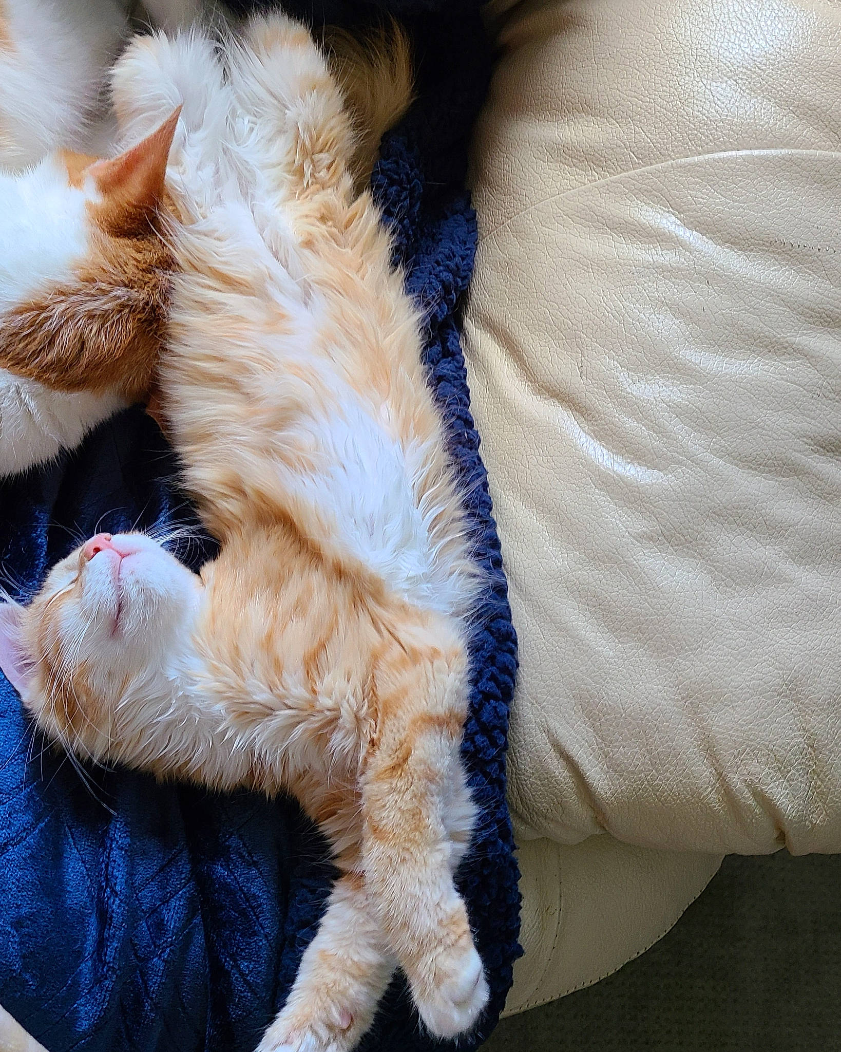 Sushi joined the competition — help win amazing prizes! carnivore, cat, claw, comfort, domestic_short_haired_cat, fawn, felidae, foot, fur, gesture, human_leg, linens, nail, nap, paw, small_to_medium_sized_cats, sporting_group, tail, toe, whiskers