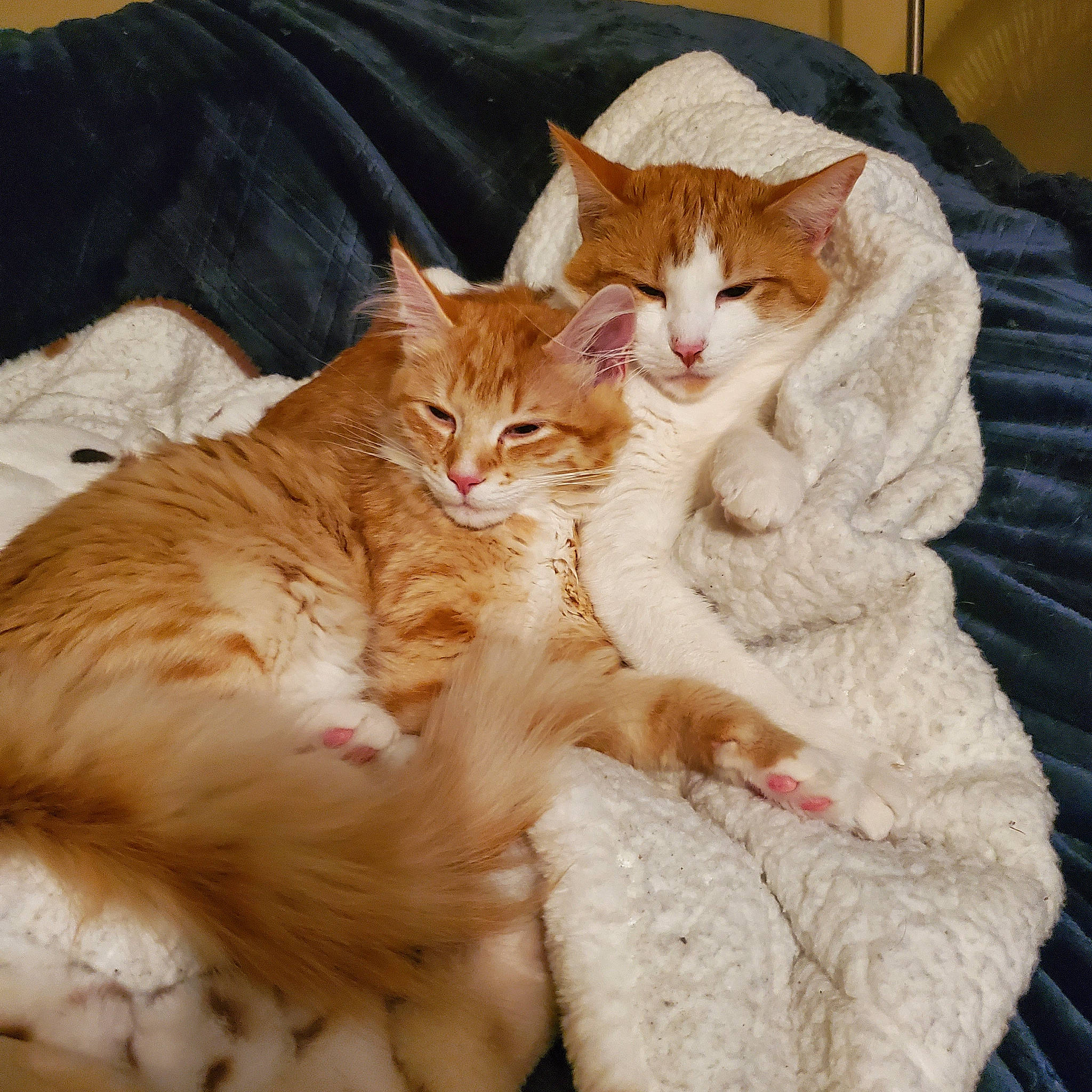 Sushi joined the competition — help win amazing prizes! bed, bedding, carnivore, cat, cat_supply, claw, comfort, domestic_short_haired_cat, fawn, felidae, fur, linens, nap, paw, peach, sitting, small_to_medium_sized_cats, tail, whiskers