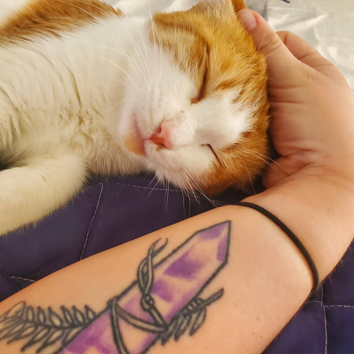 Mochi joined the competition — help win amazing prizes! carnivore, cat, claw, comfort, domestic_short_haired_cat, felidae, finger, flesh, fur, gesture, hand, human_leg, nail, nap, paw, small_to_medium_sized_cats, tail, temporary_tattoo, whiskers, wrist