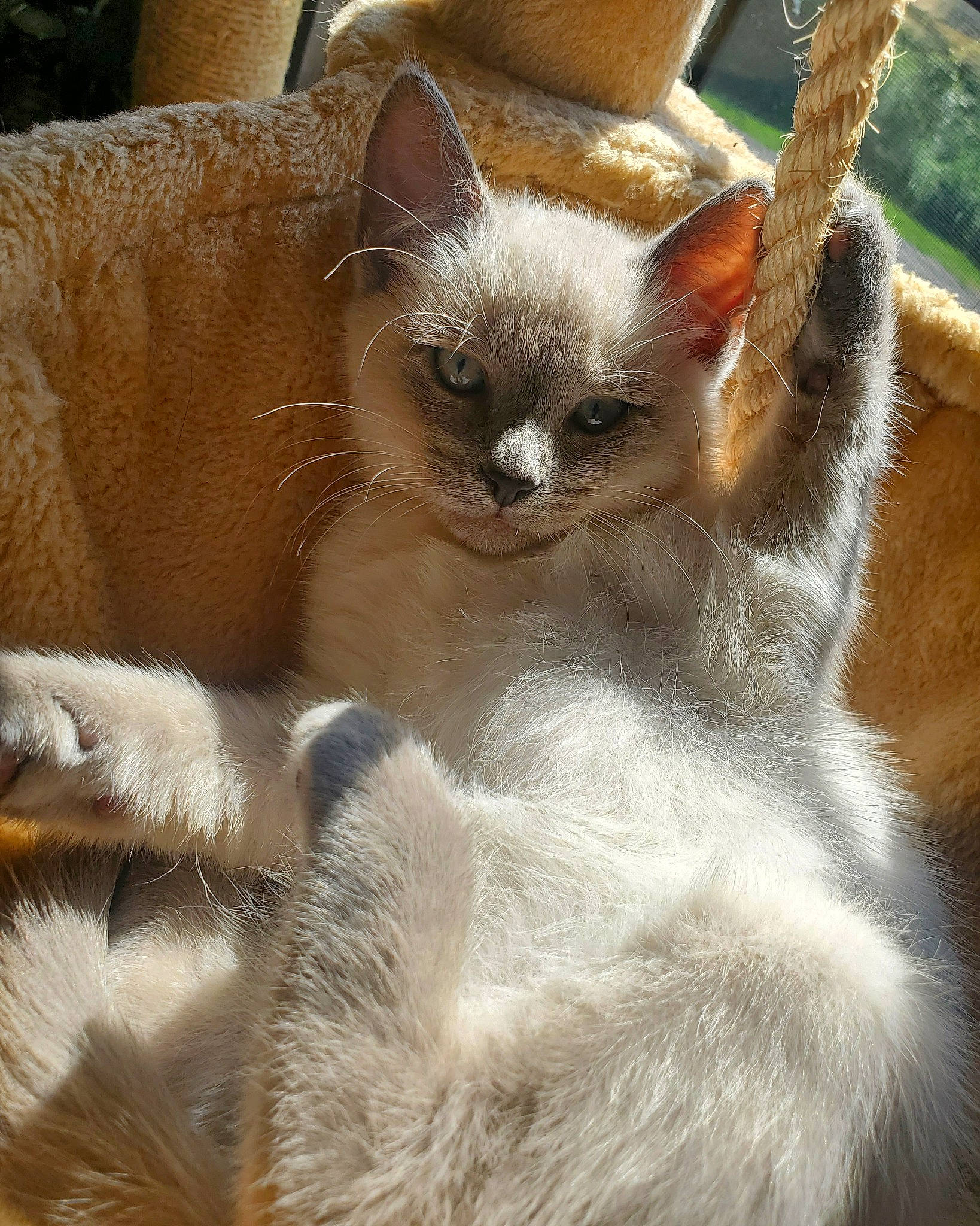 Ziggy is registered to the contest to win money with this photo: carnivore, cat, eye, fawn, felidae, fur, iris, plant, siamese, small_to_medium_sized_cats, snout, terrestrial_animal, whiskers