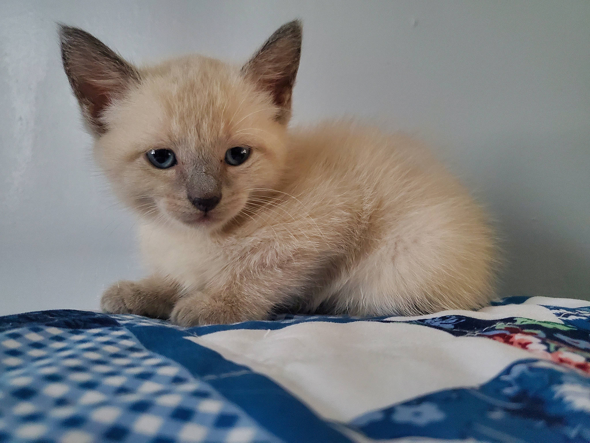 Ziggy joined the competition — help win amazing prizes! balinese, blue, carnivore, cat, cat_supply, claw, comfort, domestic_short_haired_cat, fawn, felidae, fur, pattern, paw, plaid, siamese, small_to_medium_sized_cats, snout, tail, terrestrial_animal, whiskers