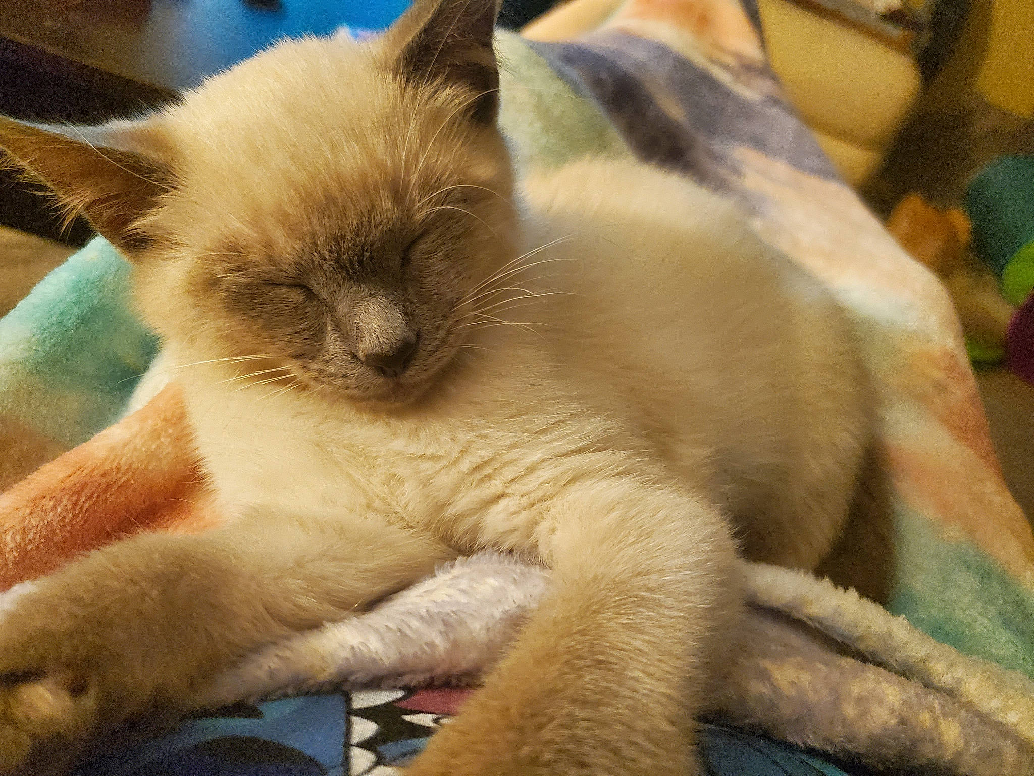 Ziggy is registered to the contest to win money with this photo: balinese, birman, carnivore, cat, claw, comfort, fawn, felidae, fur, iris, nap, paw, siamese, small_to_medium_sized_cats, snout, tail, terrestrial_animal, thai, tonkinese, whiskers