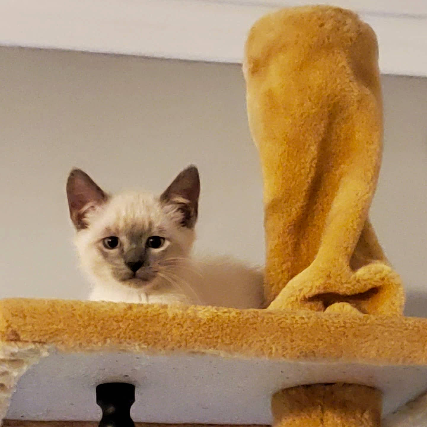 Ziggy joined the competition — help win amazing prizes! art, artifact, birman, carnivore, cat, cat_supply, clay, domestic_short_haired_cat, fawn, felidae, fur, sculpture, siamese, small_to_medium_sized_cats, snout, statue, tail, whiskers, window, wood