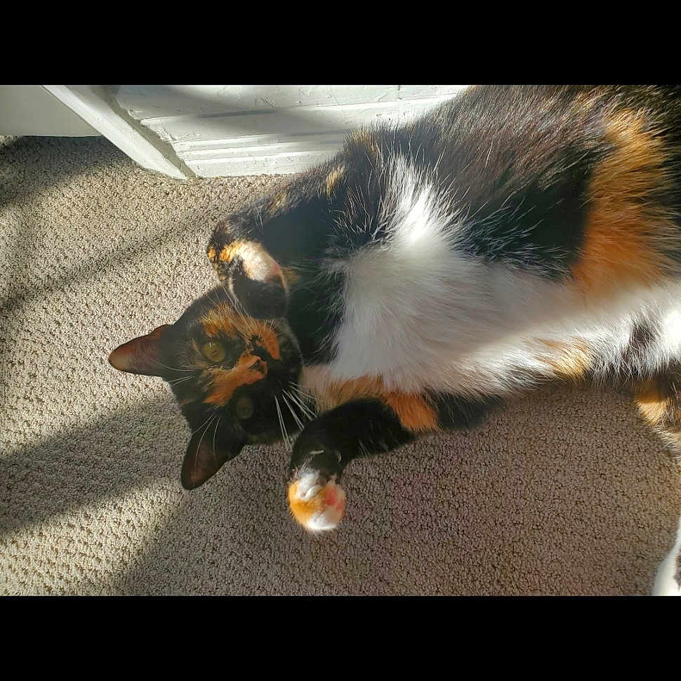 Cali