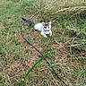 Baïa a rejoint le concours — aidez-le/la à gagner de superbes lots ! animal, cable, cat, curious, dry_grass, ears, field, fur, grass, gray, green_grass, kitten, nature, outdoor, pet, relaxing, tail, whiskers, white, young