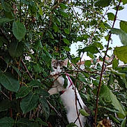 Baïa a rejoint le concours — aidez-le/la à gagner de superbes lots ! animal, branch, cat, climbing, curious, daylight, exploration, feline, garden, greenery, harness, leaves, nature, outdoor, pet, plant, playful, sky, tree, wildlife