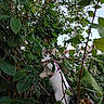 animal, branch, cat, climbing, curious, daylight, exploration, feline, garden, greenery, harness, leaves, nature, outdoor, pet, plant, playful, sky, tree, wildlife