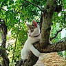 Baïa participe au concours pour gagner de l'argent avec cette photo : animal, branch, cat, climbing, collar, curious, daylight, fur, garden, greenery, leaves, mammal, nature, outdoor, pet, playful, tree, trunk, wildlife, young