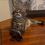 J Zargo joined the competition — help win amazing prizes! cat, kitten, tabby, indoor, wooden_table, curtain, fluffy, paws, relaxed, feline, pet, cozy, domestic, animal, crossed_paws, striped, young_cat, resting, household, cute