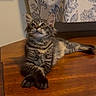 cat, kitten, tabby, indoor, wooden_table, curtain, fluffy, paws, relaxed, feline, pet, cozy, domestic, animal, crossed_paws, striped, young_cat, resting, household, cute
