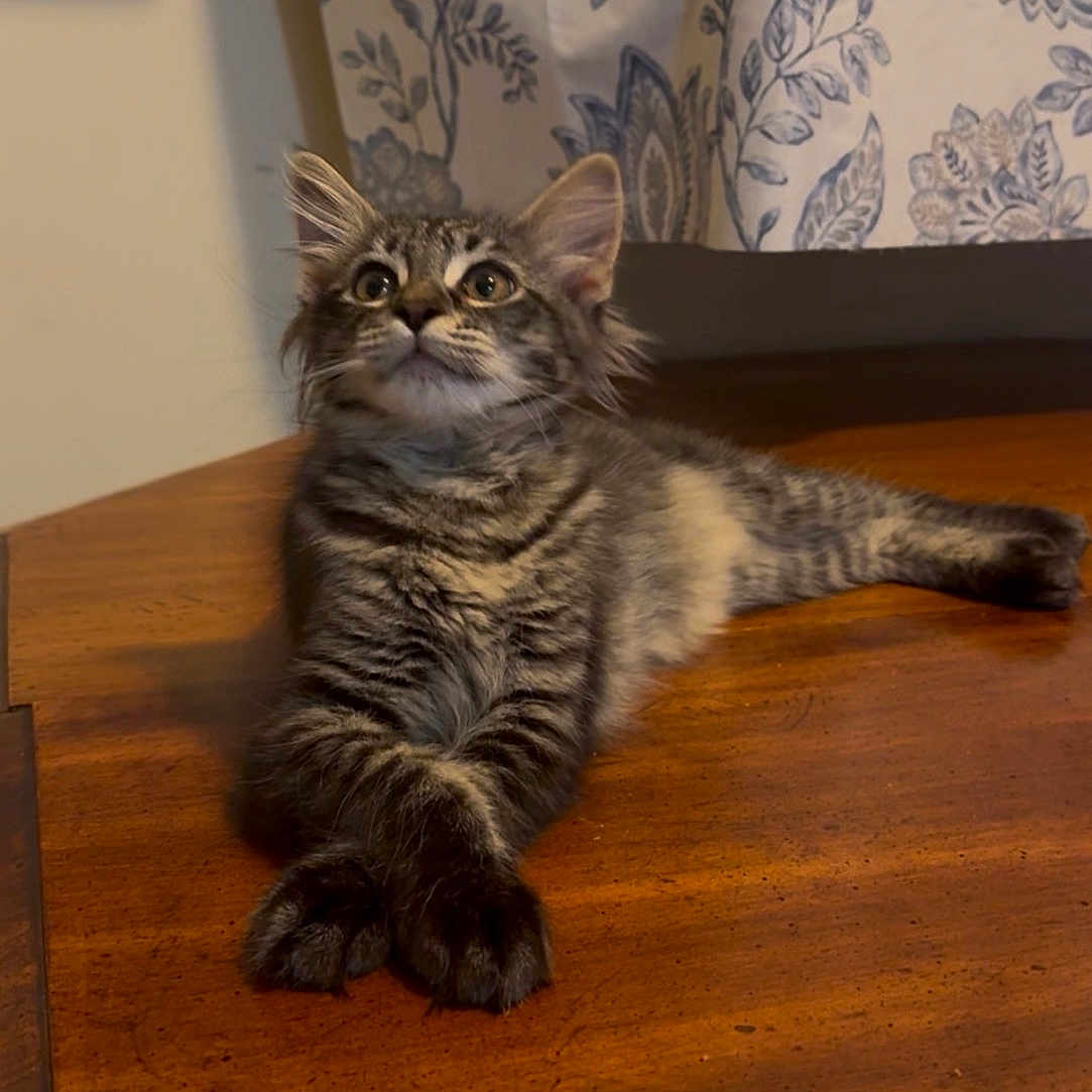 J Zargo joined the competition — help win amazing prizes! cat, kitten, tabby, indoor, wooden_table, curtain, fluffy, paws, relaxed, feline, pet, cozy, domestic, animal, crossed_paws, striped, young_cat, resting, household, cute