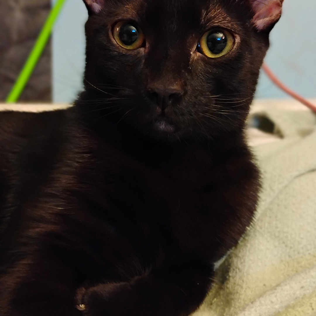 Wednesday joined the competition — help win amazing prizes! animal, black_cat, blanket, cat, closeup, cozy, cute, domestic_cat, ears, eyes, feline, fur, indoor, mammal, pet, portrait, relaxed, resting, sleeping_area, whiskers