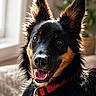 animal, black_fur, canine, close_up, cute, dog, domestic, ears_up, friendly, furry, happy, houseplant, indoor, natural_light, panting, pet, portrait, red_collar, smiling, tan_fur