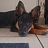 Booby a rejoint le concours — aidez-le/la à gagner de superbes lots ! puppy, dog, black, tan, floor, tile, ears, lying_down, pet, cute, animal, indoor, looking, eyes, fur, young, canine, resting, portrait, home