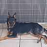 alert, animal, black_dog, canine, collar, companion, dog, domestic_animal, ears_up, fur, lying_down, outdoor, paw, pet, resting, side_view, tan_markings, tile_floor, wall, watchful