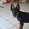 Booby a rejoint le concours — aidez-le/la à gagner de superbes lots ! dog, puppy, black, tan, ears, indoor, tile_floor, happy, pet, animal, looking_at_camera, mouth_open, fur, four_legs, domestic, household, chair, bag, floor, cute