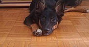Booby participe au concours pour gagner de l'argent avec cette photo : dog, black_dog, tan_dog, puppy, floor, wooden_floor, parquet, lying_down, ears_up, looking_at_camera, indoor, home, furniture, box, striped_box, brown_paw, curious, pet, animal, cute