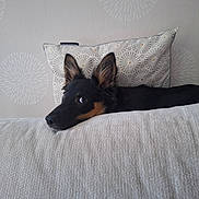 Booby participe au concours pour gagner de l'argent avec cette photo : dog, pet, indoor, blanket, pillow, resting, ears, fur, black_and_tan, curious, animal, canine, face, cute, home, texture, comfort, relaxation, laying_down, looking