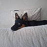 animal, black_and_tan, blanket, canine, comfort, curious, cute, dog, ears, face, fur, home, indoor, laying_down, looking, pet, pillow, relaxation, resting, texture