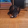 dog, indoor, parquet_floor, black_dog, tan_dog, lying_down, ears_up, attentive, pet, floor, shelf, blanket, storage_unit, wooden_floor, looking_at_camera, animal, cute, home, domestic, resting