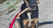 Booby participe au concours pour gagner de l'argent avec cette photo : dog, black_and_tan, stick, leash, collar, name_tag, sitting, pavement, outdoor, fence, greenery, plant, playful, pet, canine, fur, ears, tail, sidewalk, nature