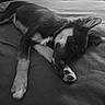 Booby participe au concours pour gagner de l'argent avec cette photo : dog, sleeping, black_and_white, paw, blanket, resting, canine, fur, indoors, relax, pet, animal, close_up, cute, laying_down, home, cozy, quiet, calm, soft_texture