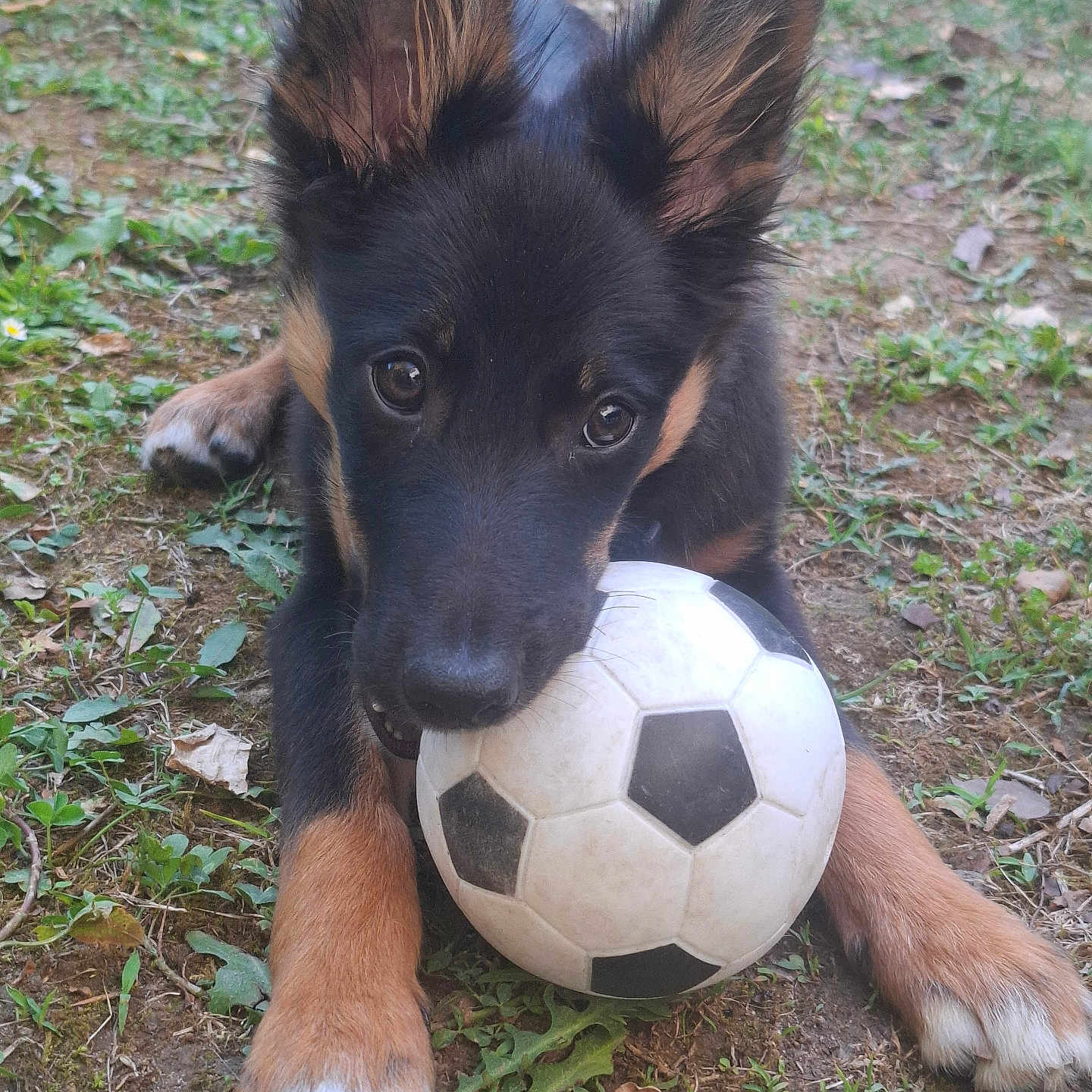 Booby participe au concours pour gagner de l'argent avec cette photo : puppy, dog, soccer_ball, grass, outdoor, animal, pet, playful, cute, ears, mouth, black_and_tan, fur, young, nature, ground, leaf, close_up, animal_face, toy