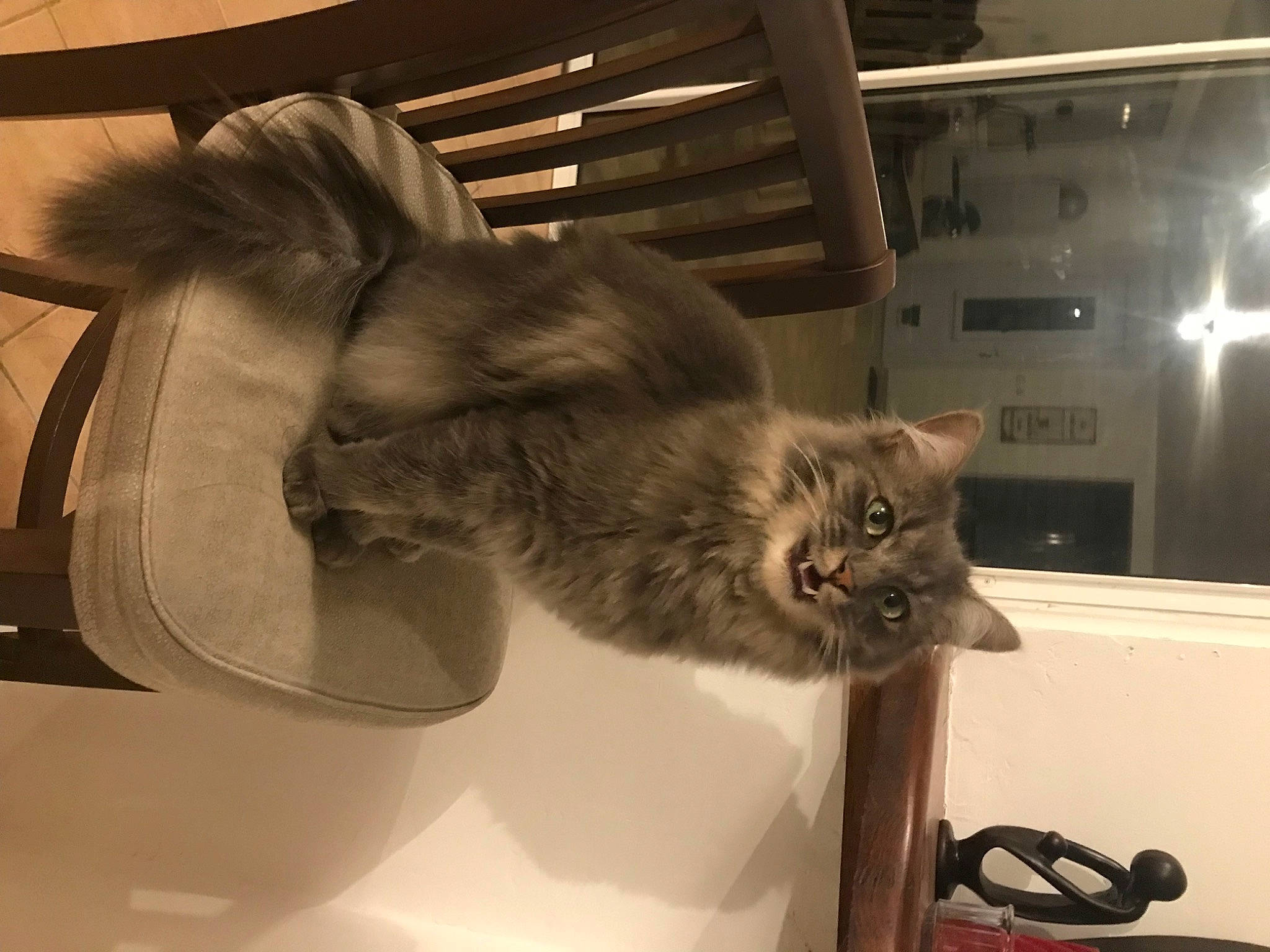 Gilbert a rejoint le concours — aidez-le/la à gagner de superbes lots ! carnivore, cat, claw, comfort, domestic_short_haired_cat, felidae, fur, mammal, paw, plant, room, shelf, small_to_medium_sized_cats, tail, vertebrate, whiskers, window, wood