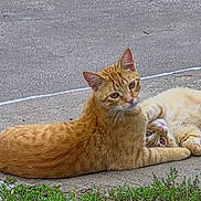 Bubba is registered to the contest to win money with this photo: animal, cat, cats, concrete, ears, feline, fur, grass, lounging, lying_down, orange_cat, outdoor, patio, pavement, pet, playful, sunlight, tabby, tail, whiskers