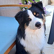 Happy participe au concours pour gagner de l'argent avec cette photo : dog, pet, outdoor, garden, flowers, bench, cushion, tile_floor, black_fur, white_fur, brown_fur, head_tilt, cute, sitting, canine, animal, nature, greenery, sunlight, adorable