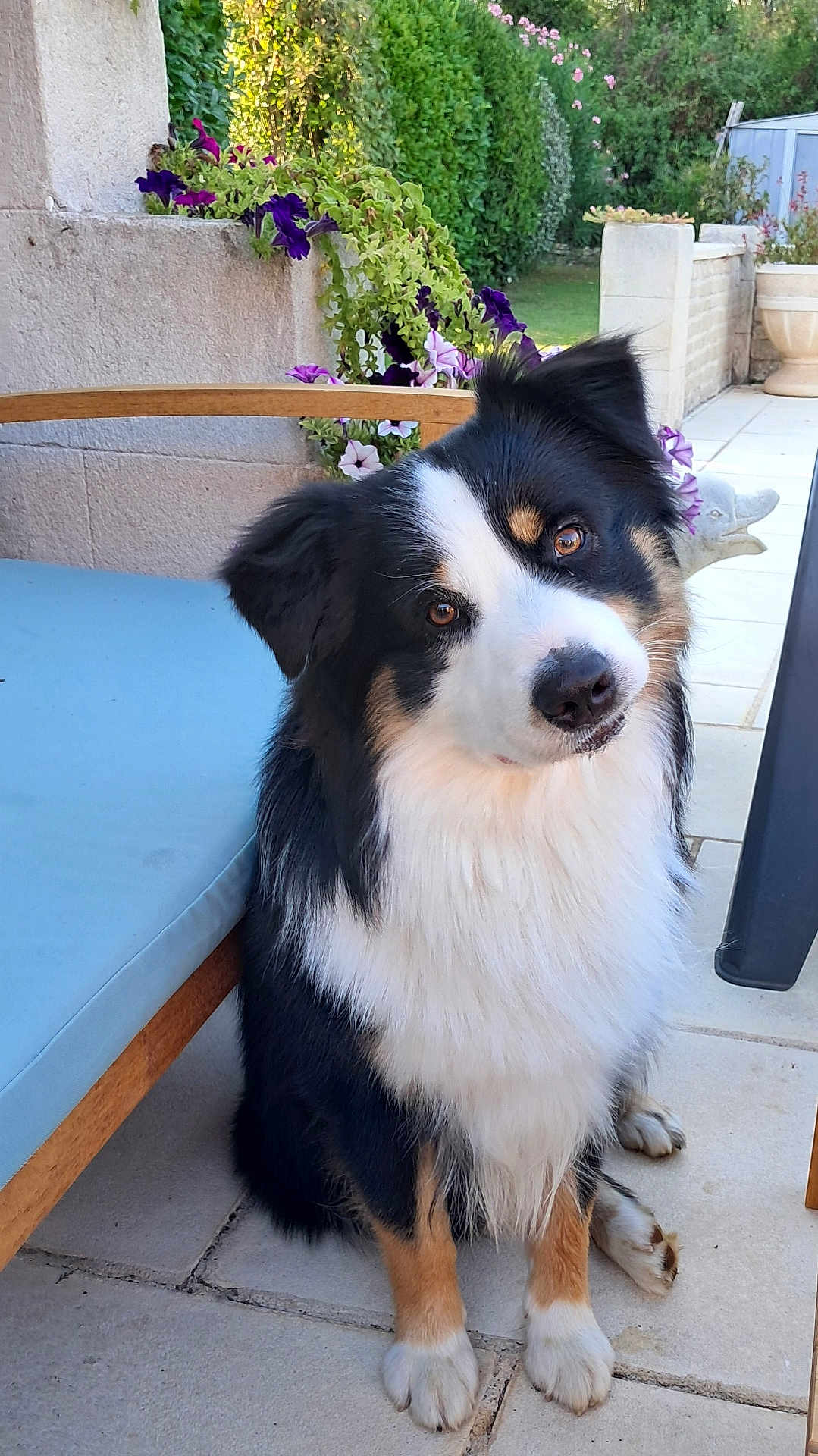 Happy participe au concours pour gagner de l'argent avec cette photo : dog, pet, outdoor, garden, flowers, bench, cushion, tile_floor, black_fur, white_fur, brown_fur, head_tilt, cute, sitting, canine, animal, nature, greenery, sunlight, adorable