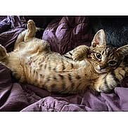Gaia joined the competition — help win amazing prizes! cat, kitten, tabby, lying_down, relaxed, purple_blanket, indoor, pet, fur, cute, animal, whiskers, ears, spotted_belly, paw, young_cat, cozy, resting, looking_at_camera, domestic_cat