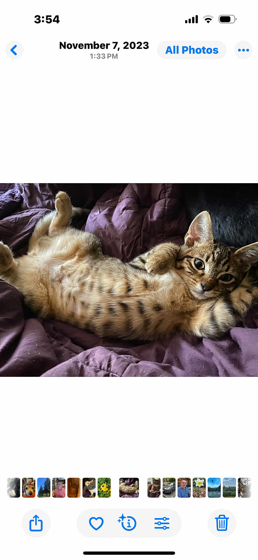 Gaia joined the competition — help win amazing prizes! cat, kitten, tabby, lying_down, relaxed, purple_blanket, indoor, pet, fur, cute, animal, whiskers, ears, spotted_belly, paw, young_cat, cozy, resting, looking_at_camera, domestic_cat