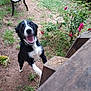 animal, bench, black_and_white, canine, closeup, daylight, dirt, dog, excited, flowers, garden, grass, happy, jumping, nature, outdoor, pet, playful, smiling, wood