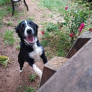 Bo Bo joined the competition — help win amazing prizes! dog, black_and_white, jumping, happy, outdoor, grass, bench, flowers, garden, pet, playful, excited, canine, nature, animal, smiling, motion_blur, fur, tongue, daylight