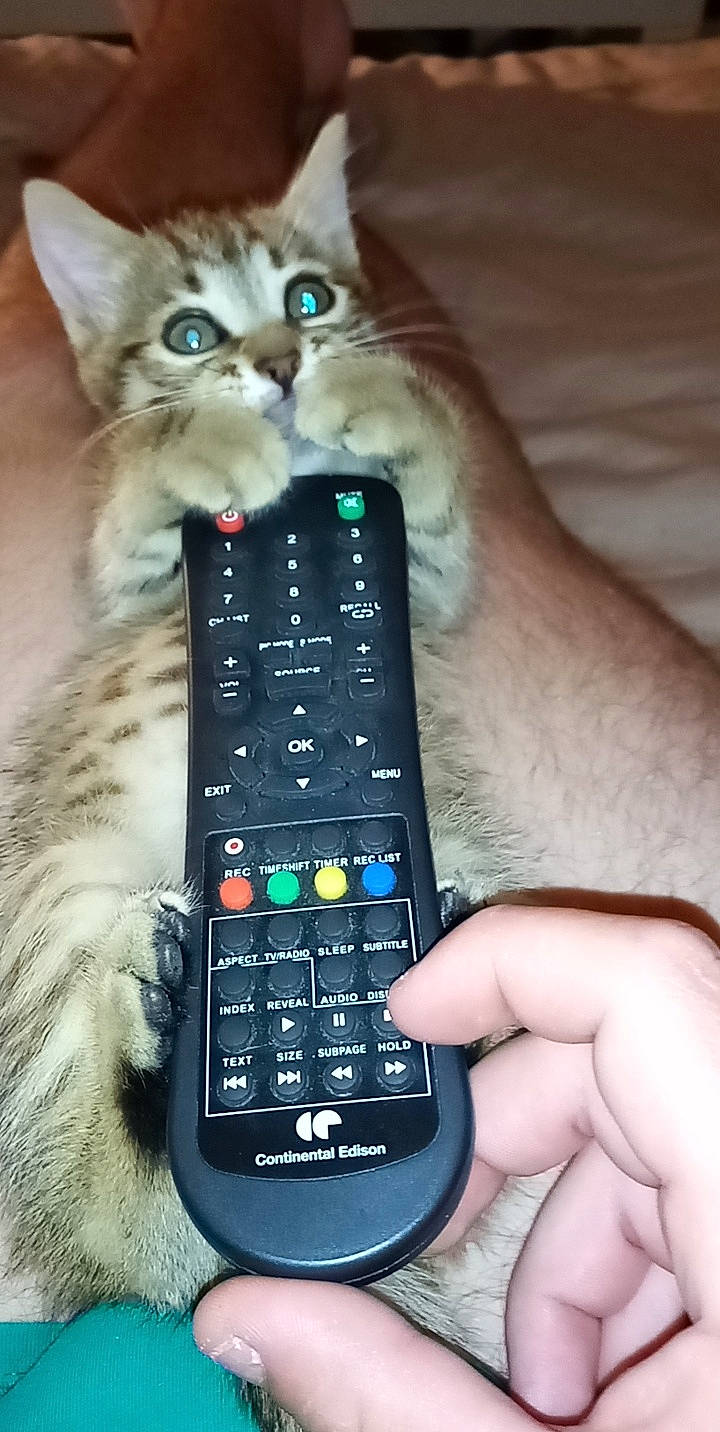 Scoubidou participe au concours pour gagner de l'argent avec cette photo : carnivore, cat, communication_device, domestic_short_haired_cat, electric_blue, felidae, foot, fur, gadget, gesture, input_device, lap, nail, paw, remote_control, small_to_medium_sized_cats, space_bar, telephony, whiskers, wrist